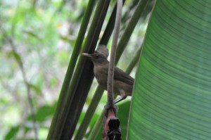 Costa Rica